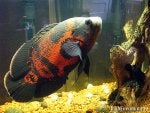 Organism Terrestrial animal Fish Adaptation Aquarium