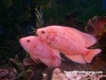 Fish Fish Organism Pink Marine biology