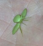 Green Leaf Plant Flower Insect