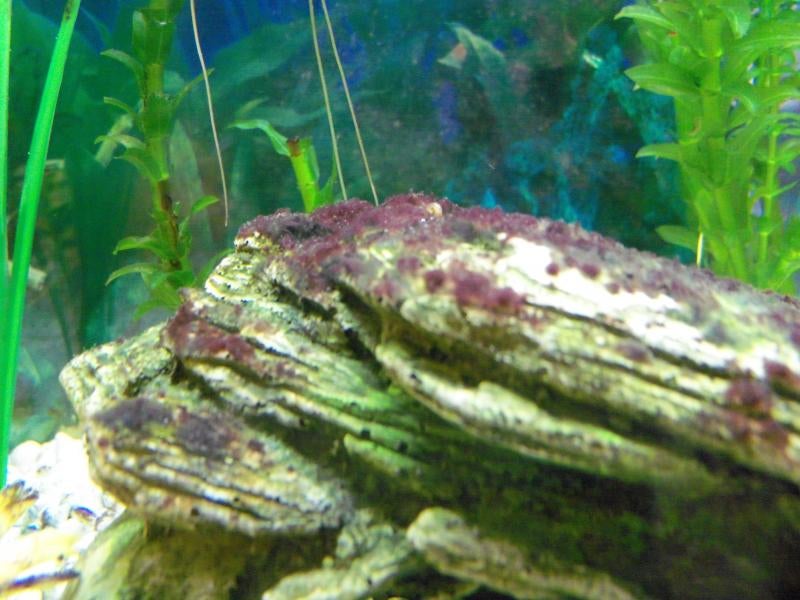 purple algae in freshwater tank