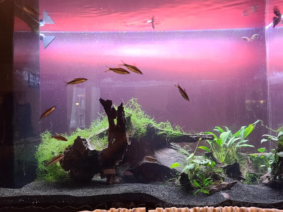 Help with ideas to finish stocking my 150 gallon tall tank