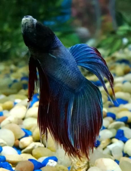 Betta with sudden white flakey mouth and listless