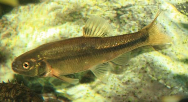 And just a plain old minnow. It's actually called a fathead minnow, but  other than the size of its head, it looks rather like a feeder fish.