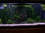 Planted 55 gal. tank with sand.jpg
