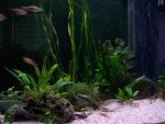Planted 55 gal. tank with sand 2.jpg