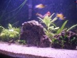 Planted 20 gal. tank 3.jpg
