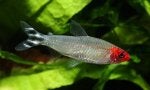 Hemigrammus bleheri1.jpg