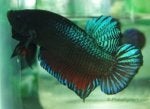 Fish Organism Turquoise Fish Adaptation