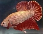 Fish Fish Organism Tail Tilapia