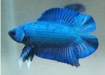 Fish Cobalt blue Blue Fish Turquoise