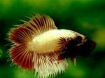 Organism Fish Adaptation Plant Marine biology