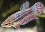 Fish Organism Adaptation Fish Tail