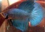 Fish Blue Turquoise Fish Tail