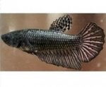 Fish Fish Carp Tail Koi