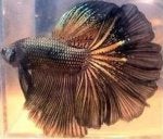 Fish Tail Organism Fish
