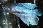 Fish Fish Organism Tilapia Tilapia
