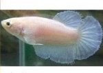 Fish Fish Organism Tail Marine biology