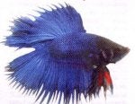 Blue Cobalt blue Purple Feather Electric blue