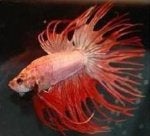 Fish Fish Tail Organism Seafood