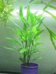 593_Willow_Hygro_Hygrophilia_angustifolia_e.jpg