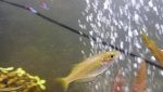 Fish Feeder fish Fish Marine biology Organism