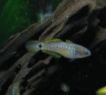 Fanny, Peacock Gudgeon.jpg