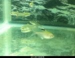 not a pristella 3.jpg