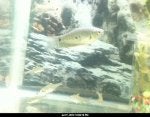gourami and pristellas 1.jpg
