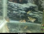 Gourami and pristellas 2.jpg