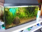 frogs tank.jpg