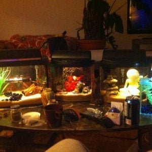This is my coffee table. It's really cool to be surrounded by (some of) my fish while relaxing in my living room! Note that the TV is OFF.