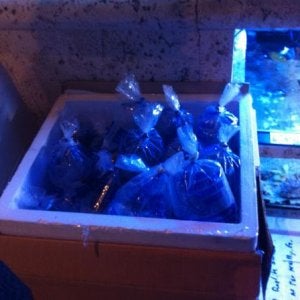 This was taken in a fish shop. Those bags each contained a betta with barely enough water to cover it. The box was left open to customers and unattend